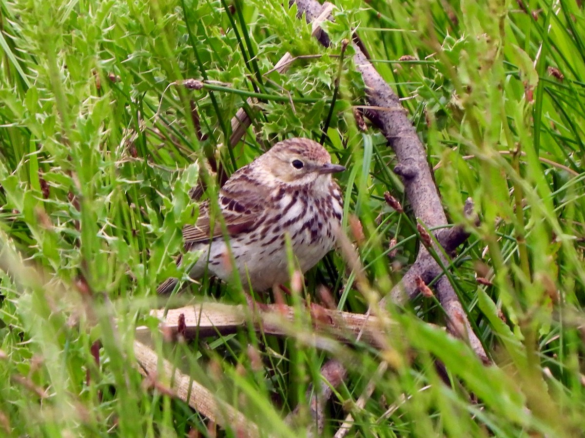 Meadow Pipit - ML620076069