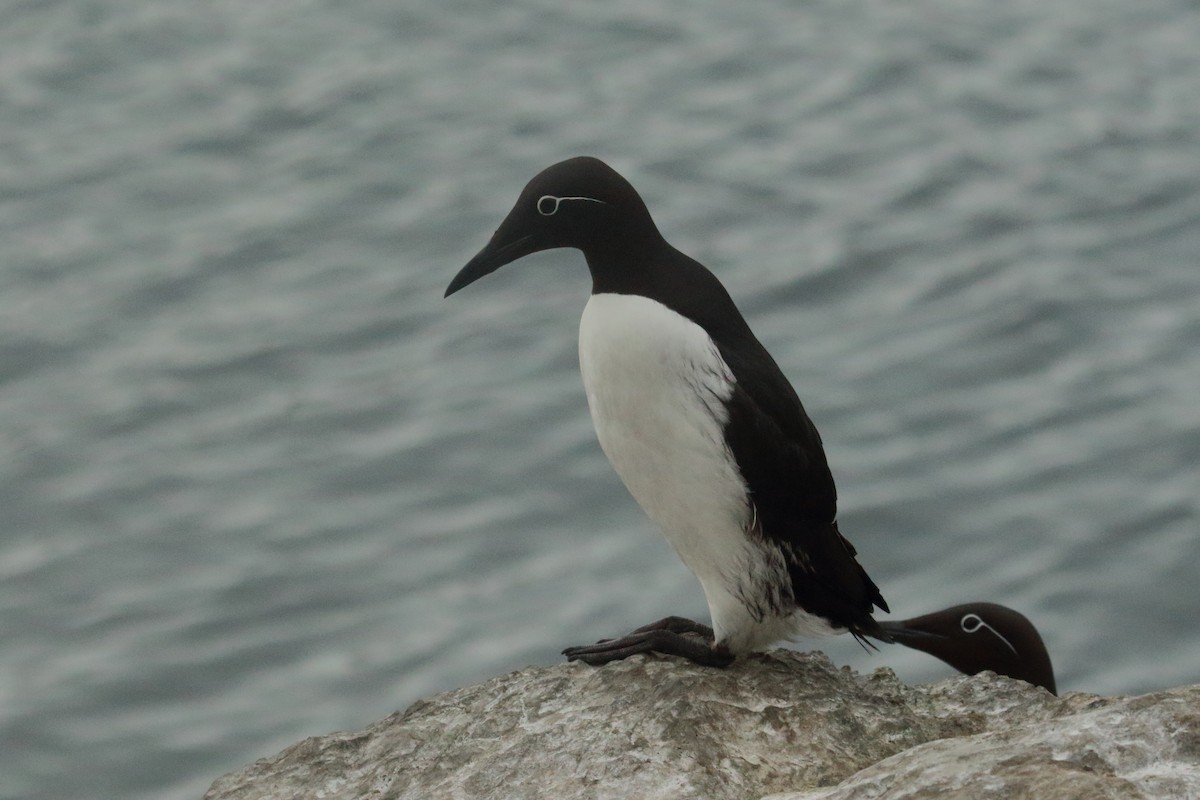 Guillemot marmette - ML620076087