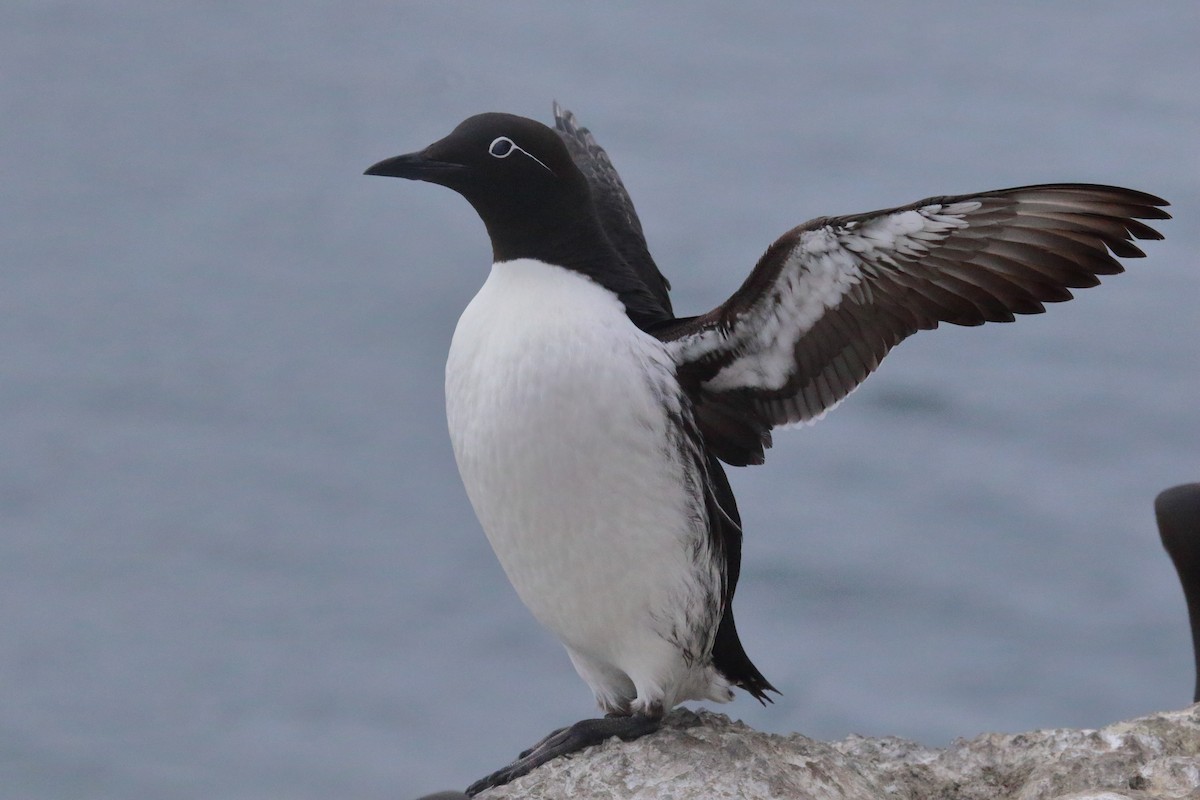 Common Murre - ML620076089