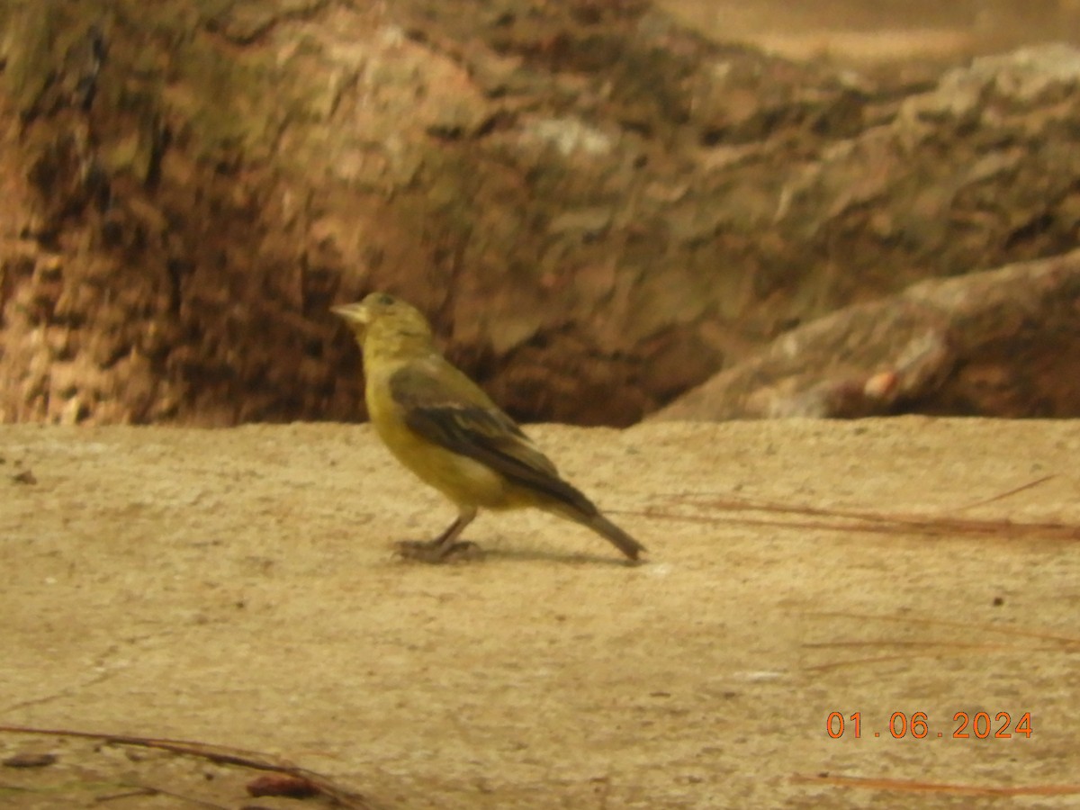 Lesser Goldfinch - ML620076091