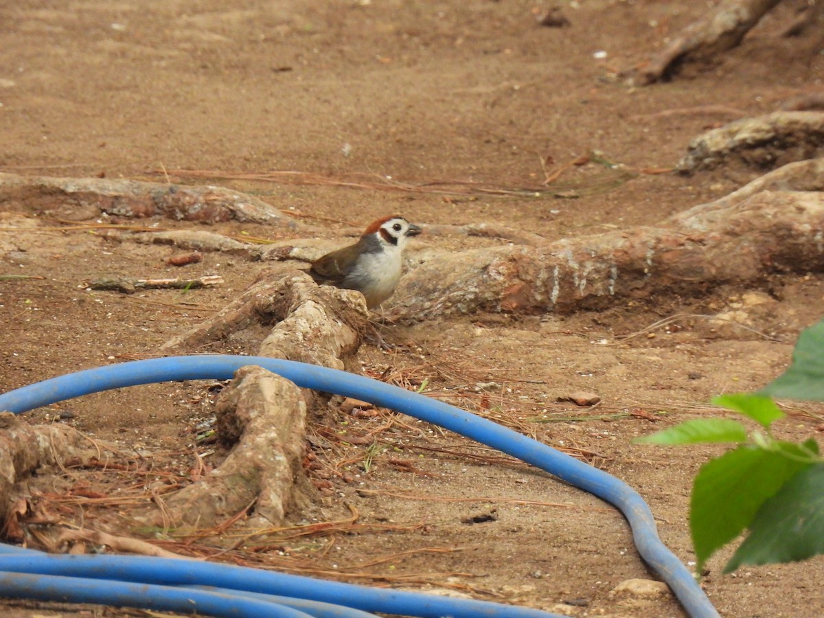 White-faced Ground-Sparrow - ML620076111