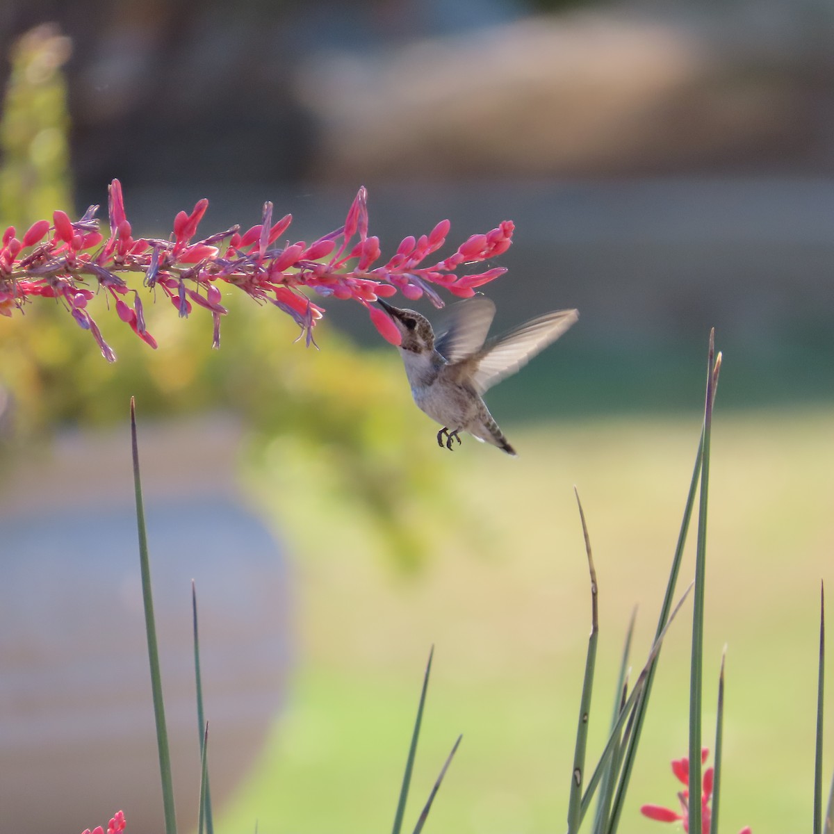 Costa's Hummingbird - ML620076126