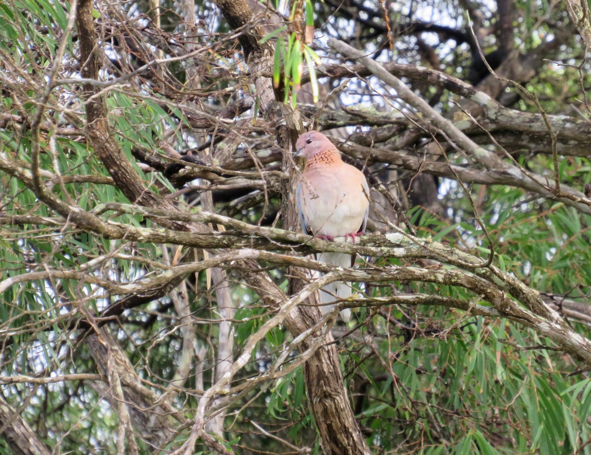 Tórtola Senegalesa - ML620076135