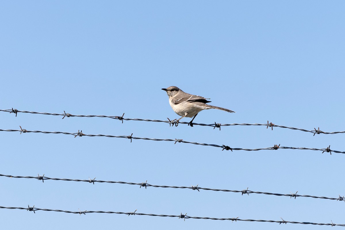 Northern Mockingbird - ML620076143