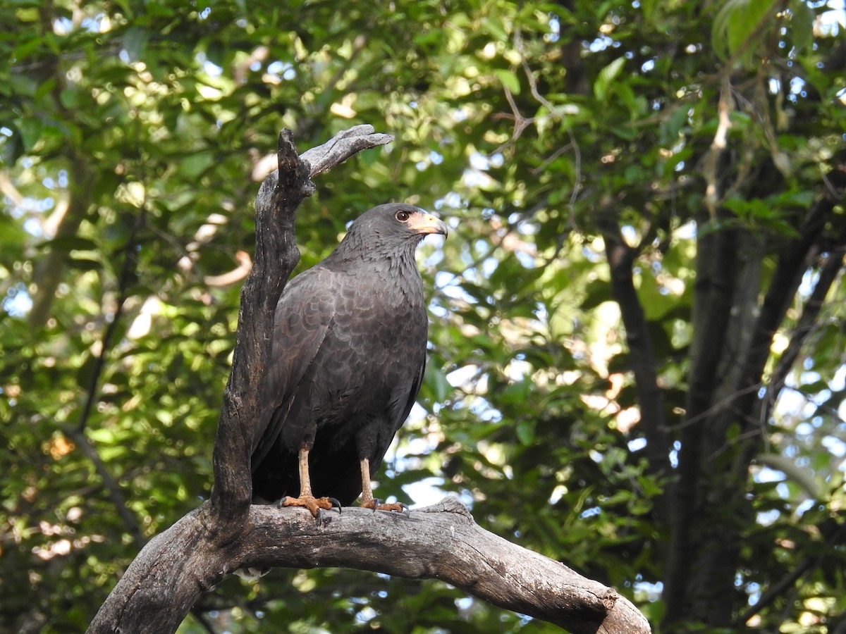 Common Black Hawk - ML620076180