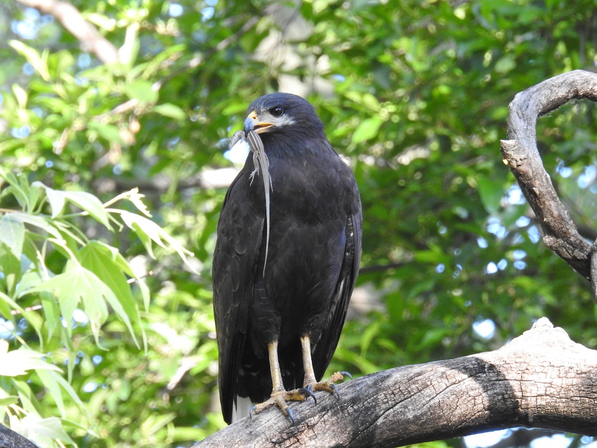 Common Black Hawk - Mark Philippart