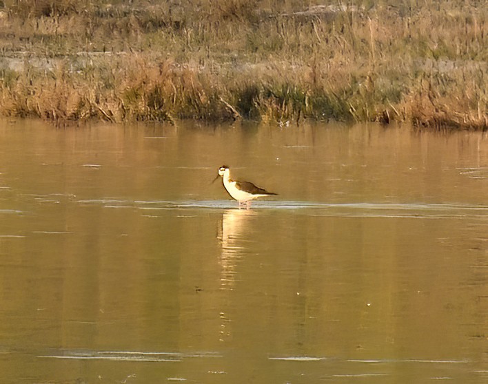 Black-necked Stilt - ML620076187