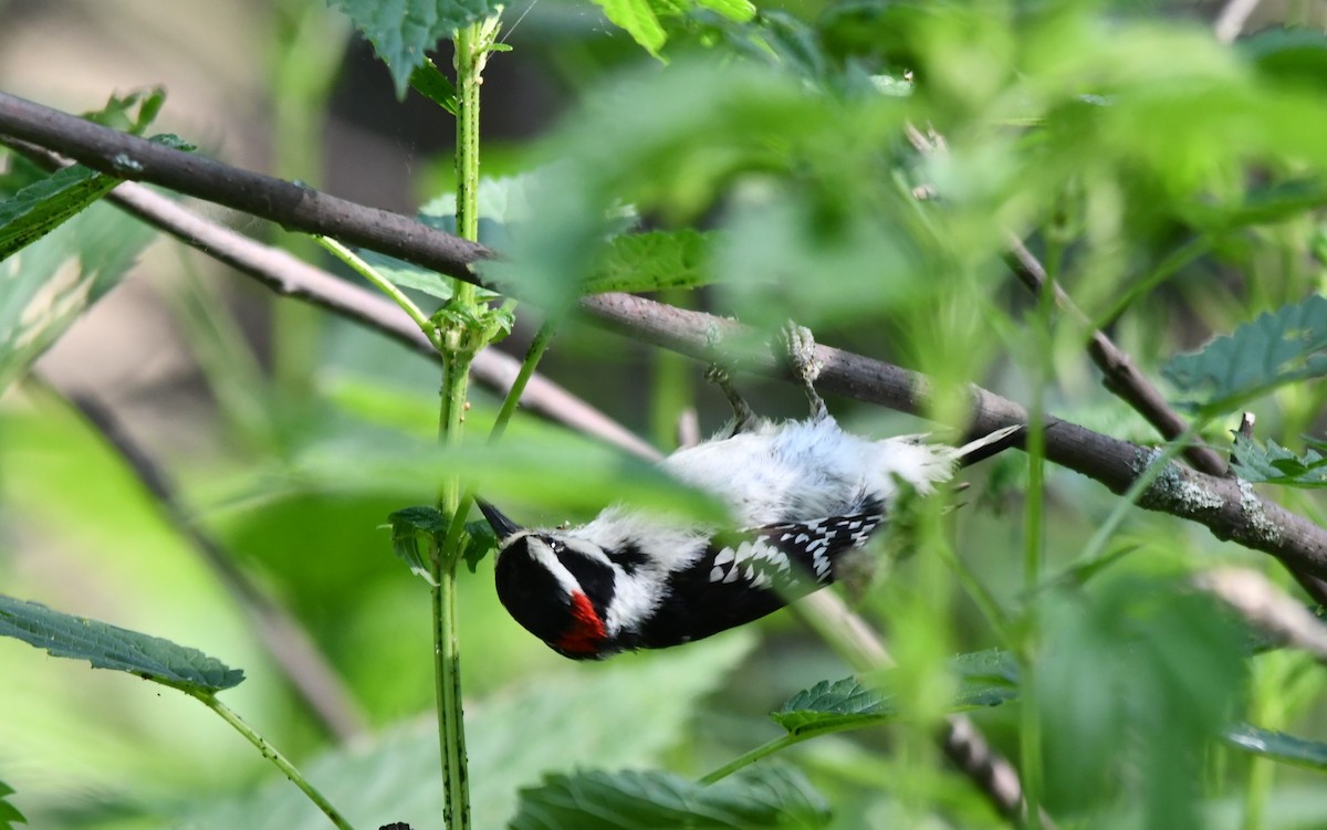 Downy Woodpecker - ML620076193