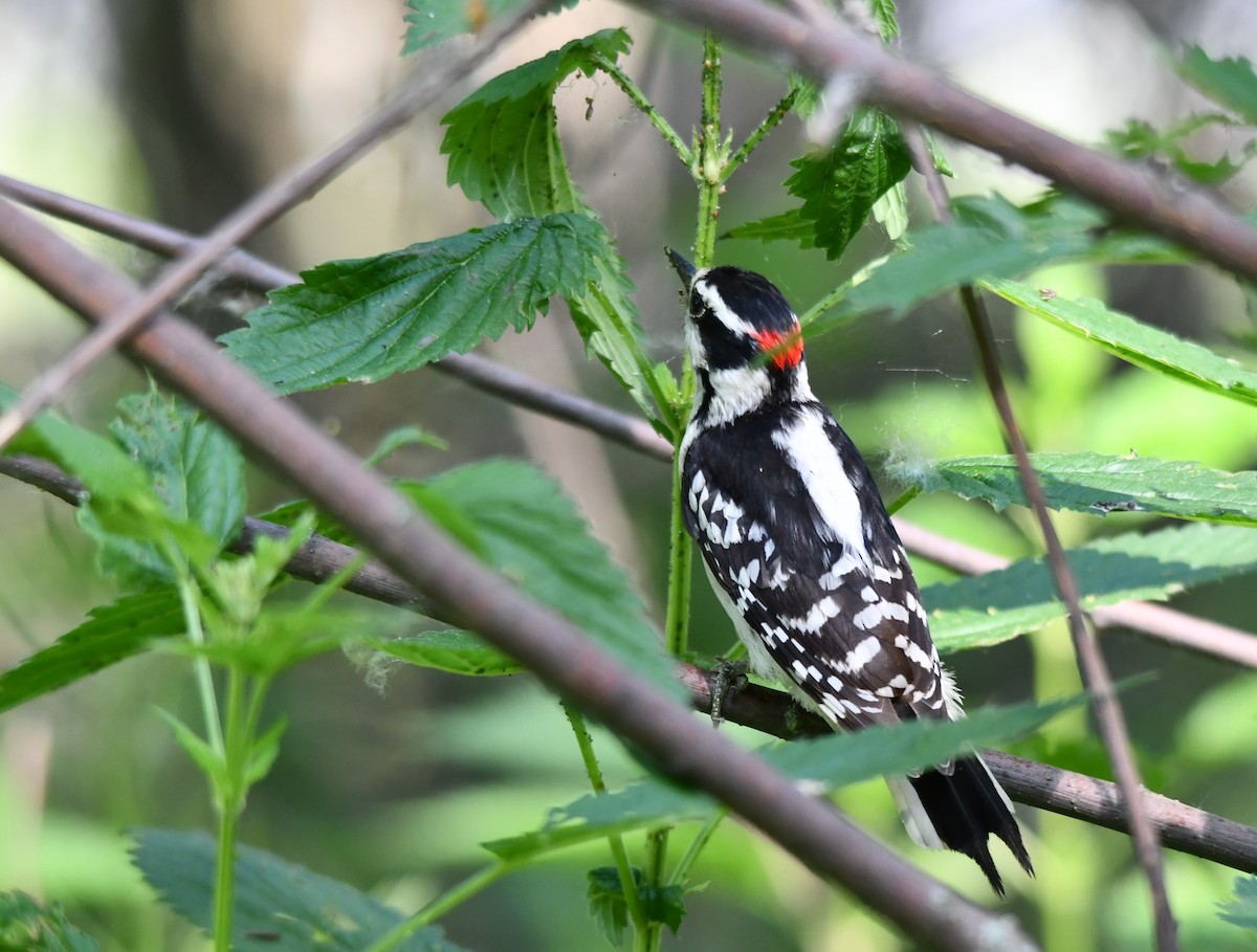 Downy Woodpecker - ML620076194