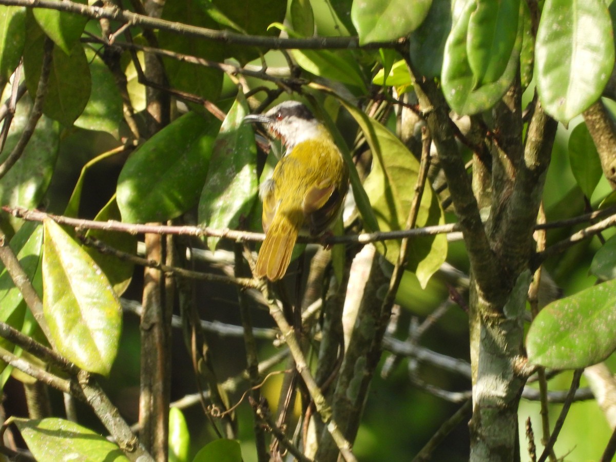 Gray-capped Warbler - ML620076200