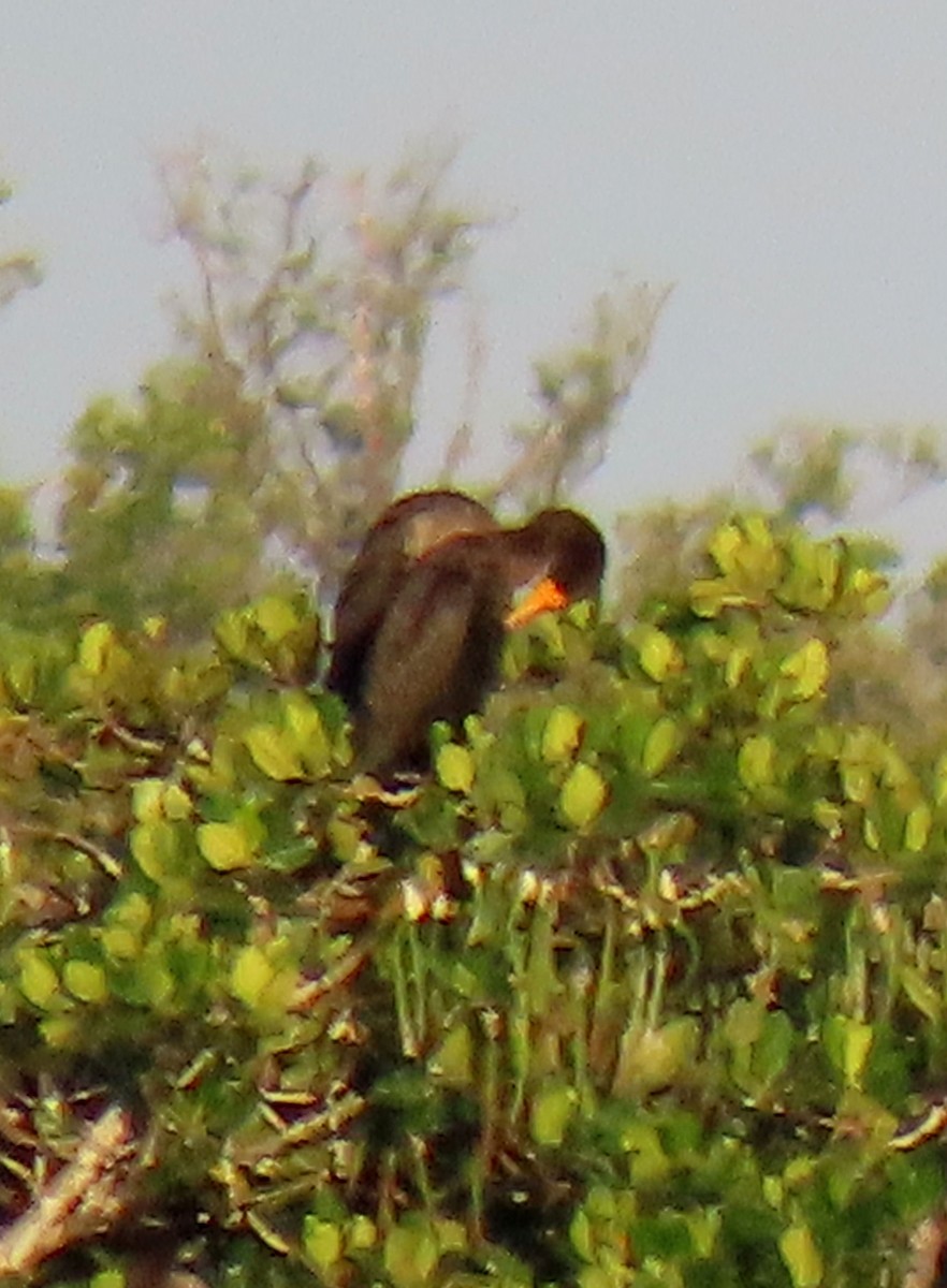 Double-crested Cormorant - ML620076213
