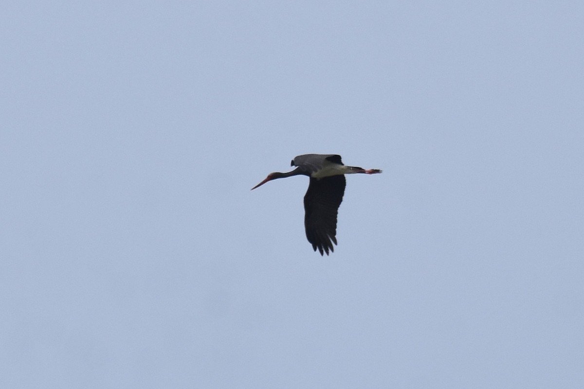 Black Stork - ML620076222