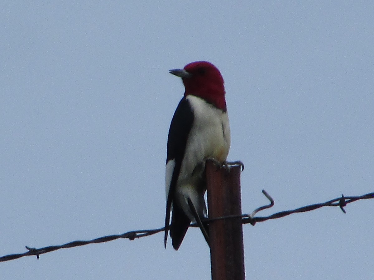 Red-headed Woodpecker - ML620076227