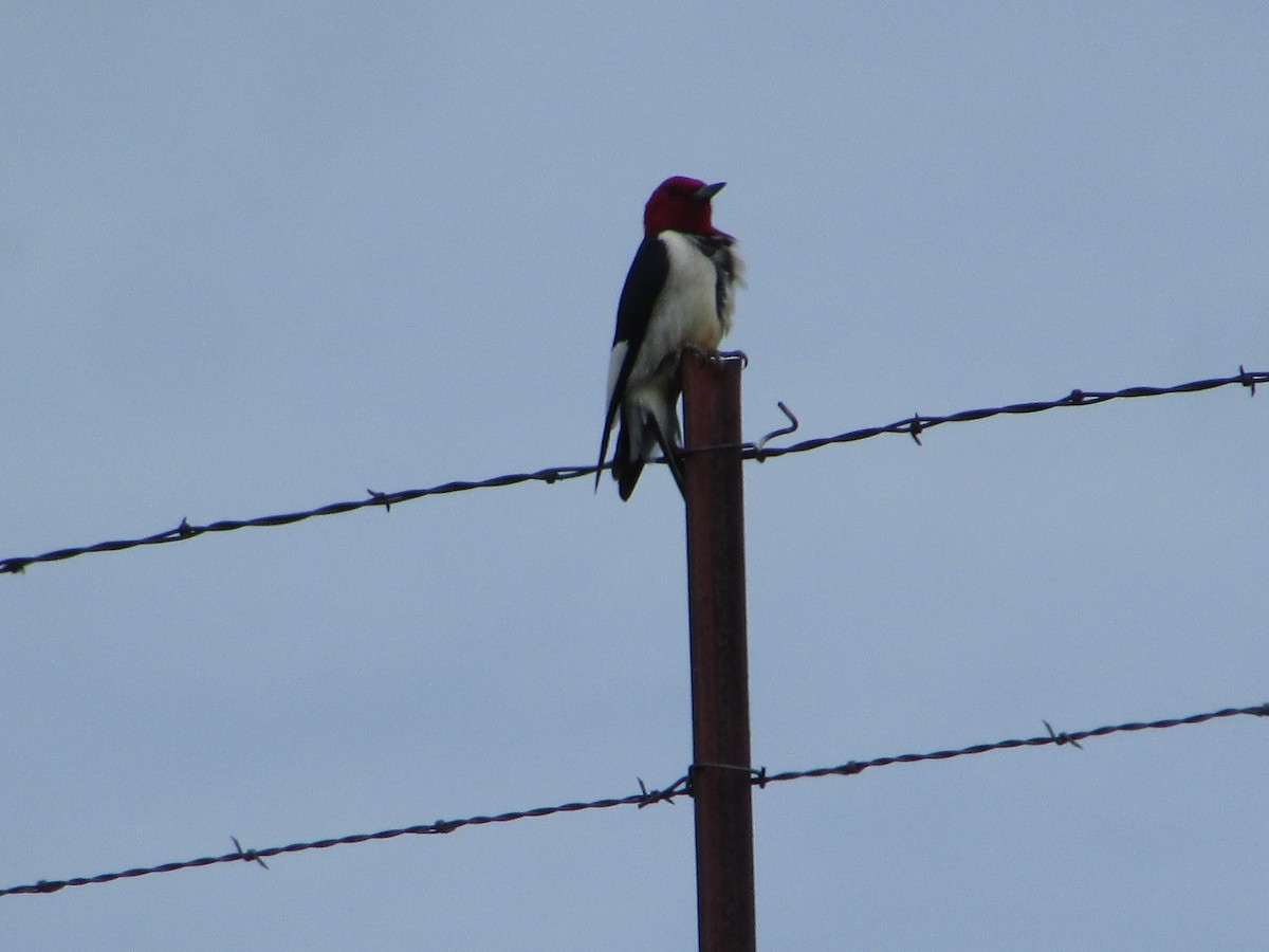 Red-headed Woodpecker - ML620076228