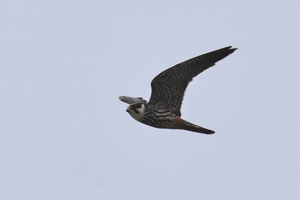 Eurasian Hobby - ML620076247