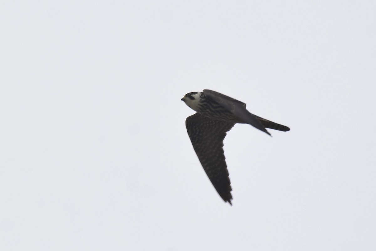 Eurasian Hobby - ML620076248