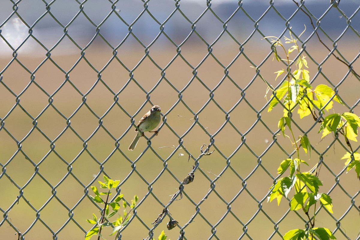 Field Sparrow - ML620076258
