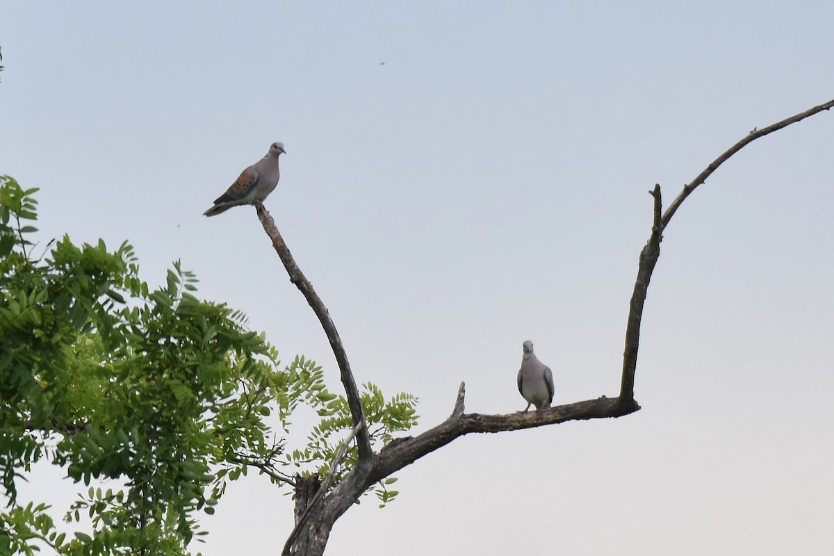 European Turtle-Dove - ML620076266