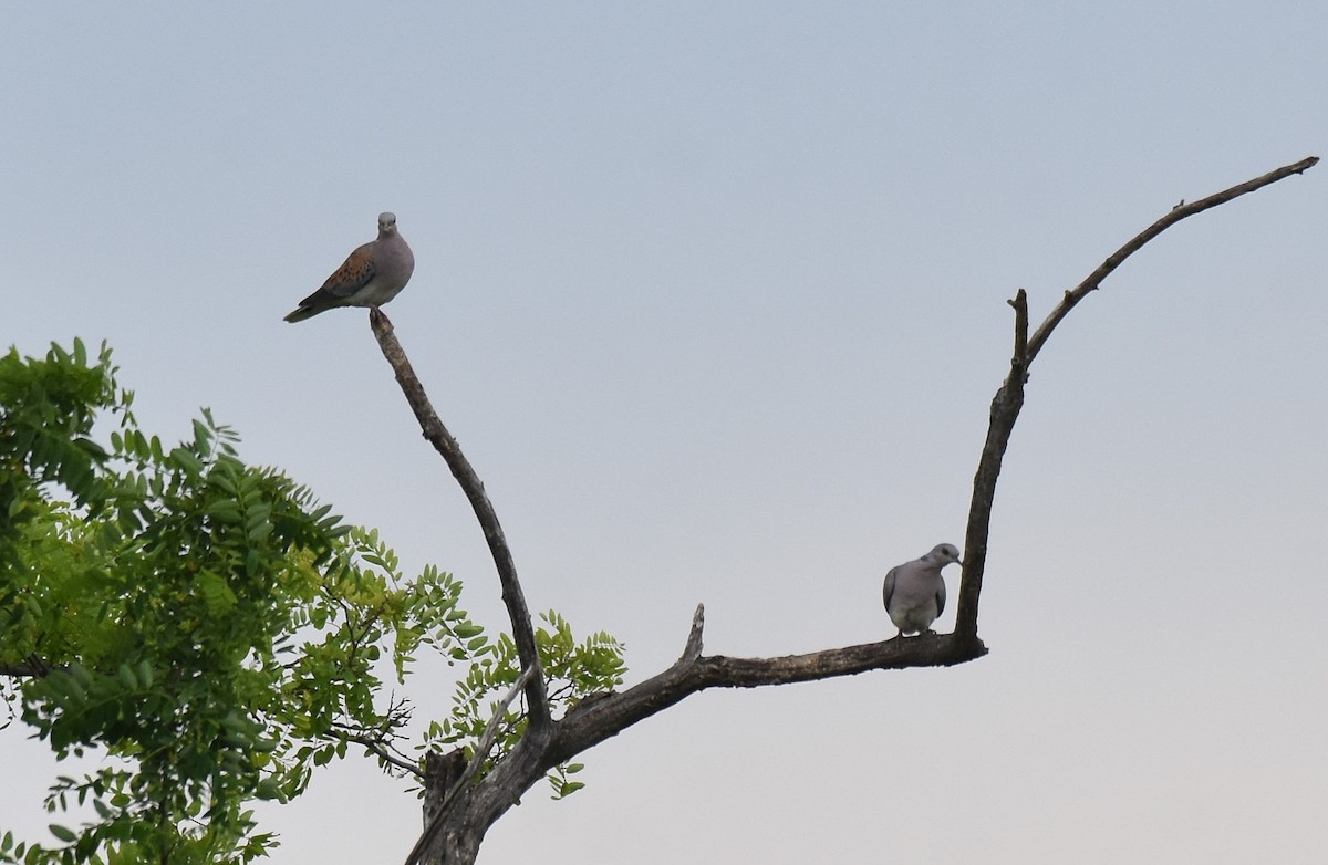 European Turtle-Dove - ML620076267