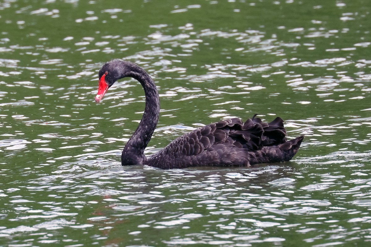 Black Swan - ML620076270