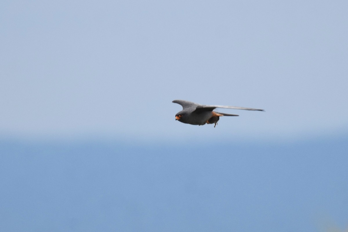 Red-footed Falcon - ML620076285