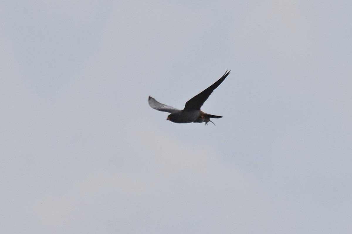 Red-footed Falcon - ML620076286