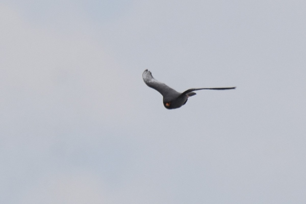 Red-footed Falcon - ML620076287