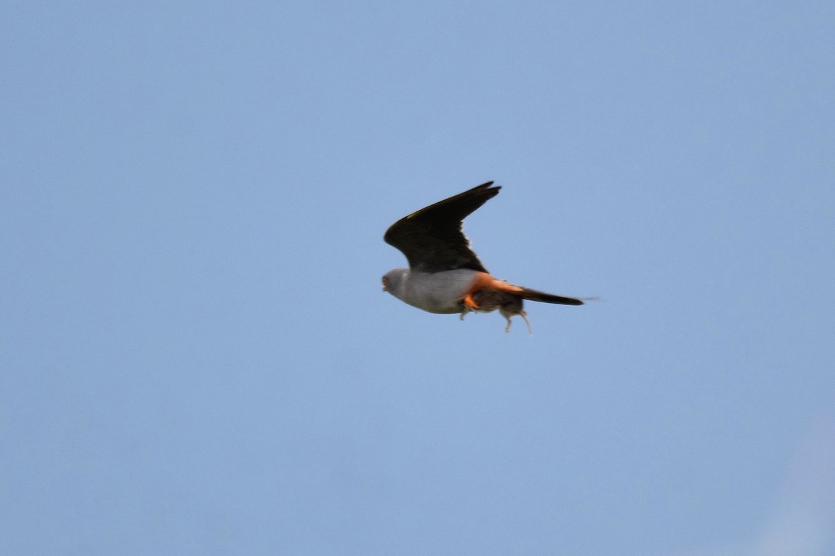 Red-footed Falcon - ML620076289