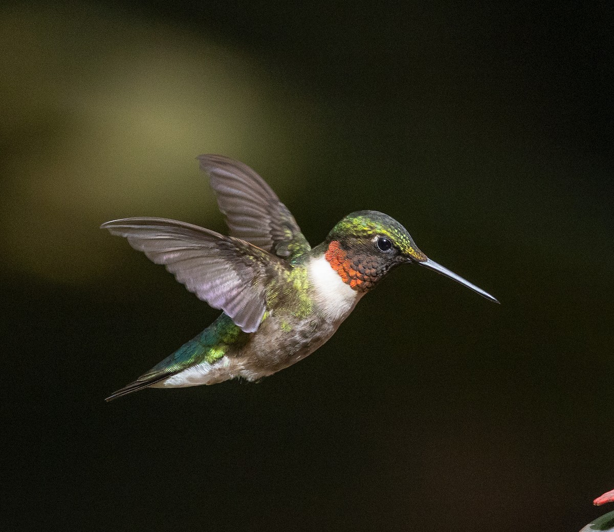 Ruby-throated Hummingbird - ML620076295