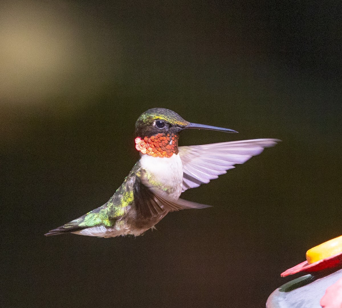 Ruby-throated Hummingbird - ML620076296