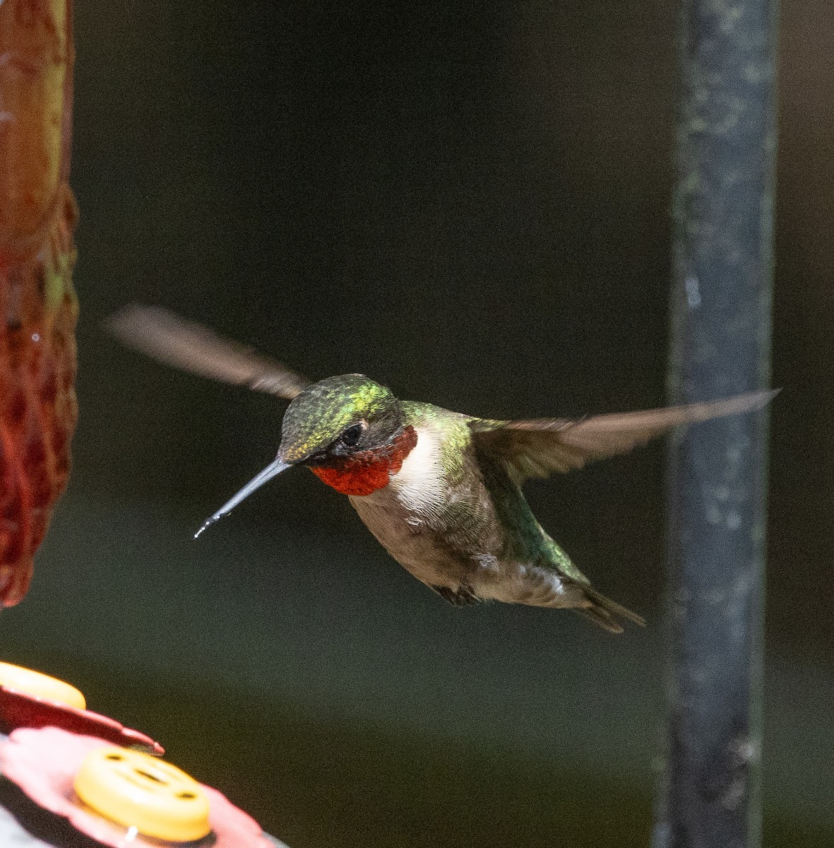 Ruby-throated Hummingbird - ML620076297