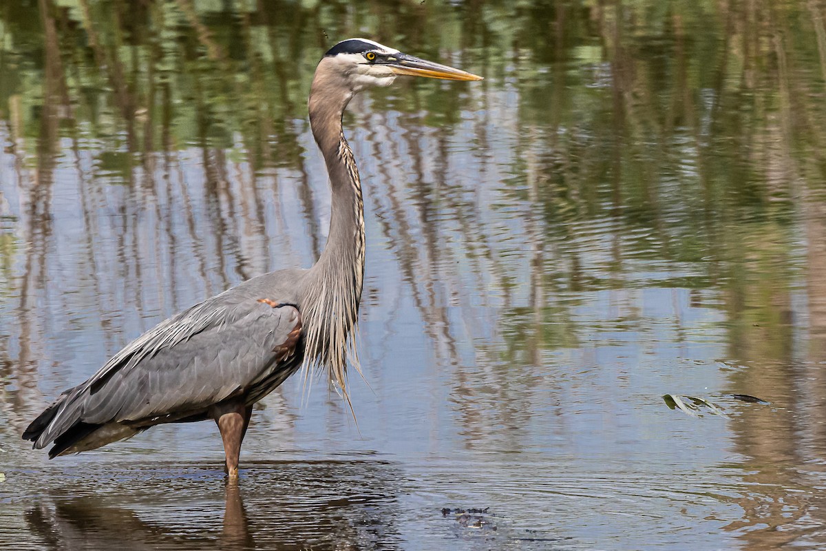 Great Blue Heron (Great Blue) - ML620076298