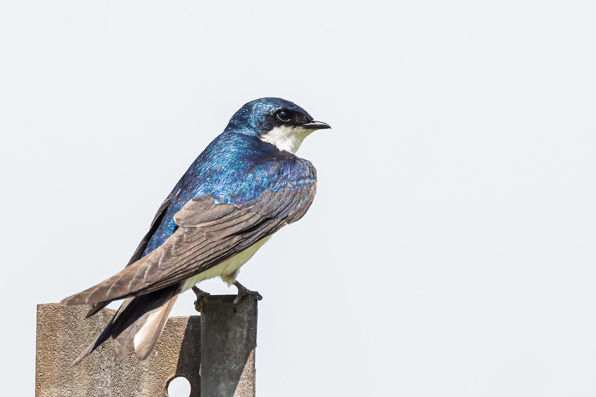 Golondrina Bicolor - ML620076302