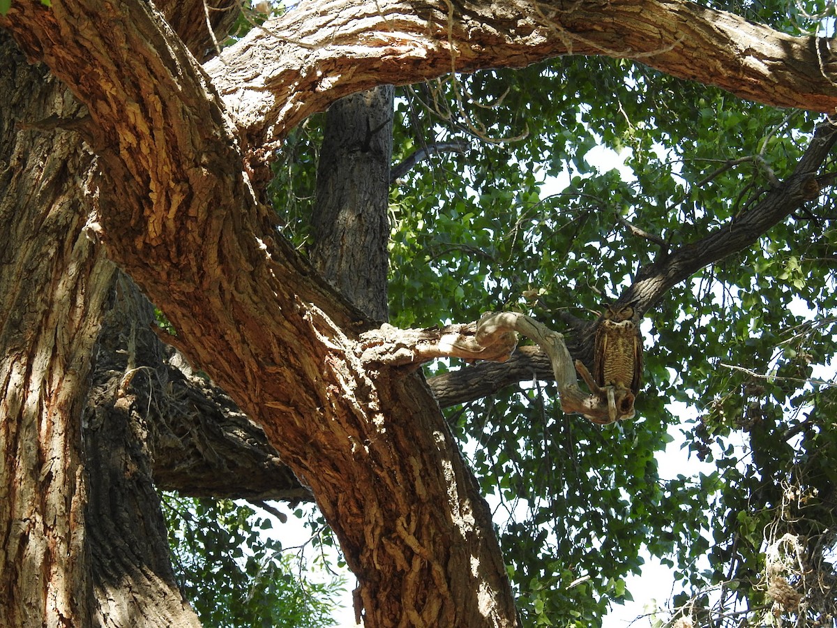 Great Horned Owl - ML620076318