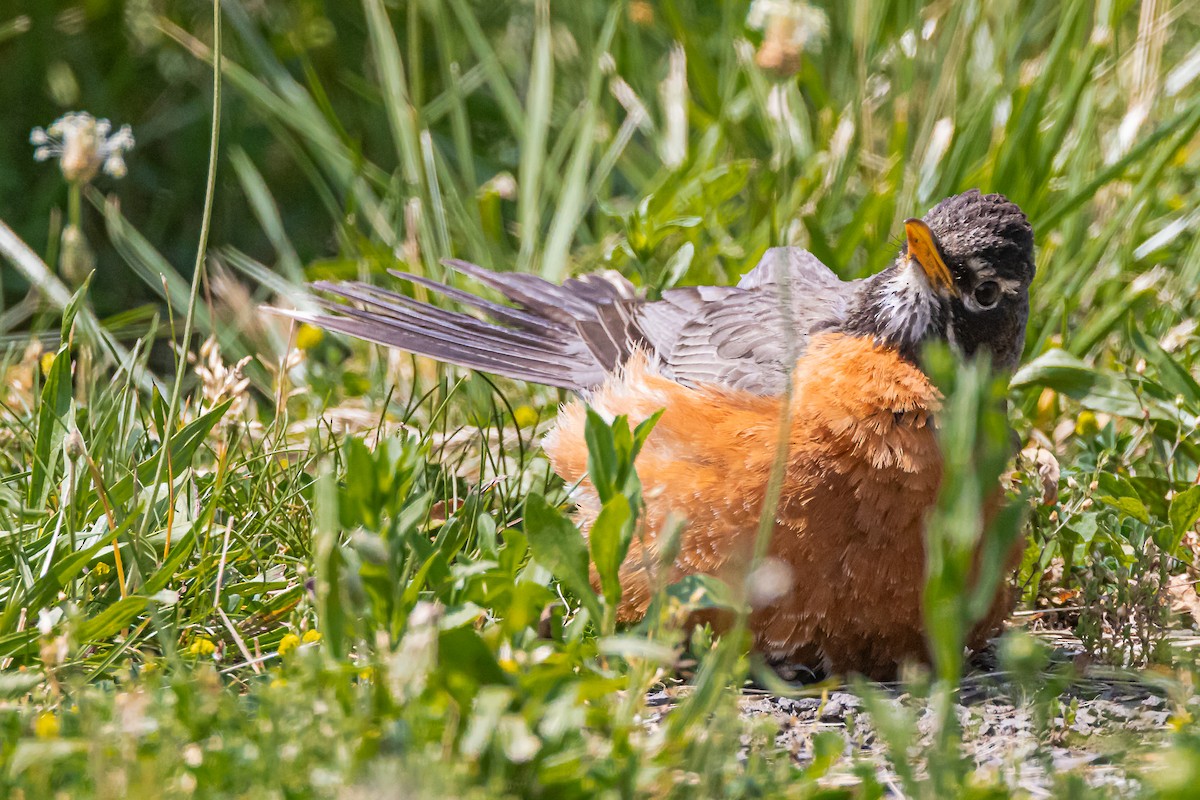 American Robin - ML620076319