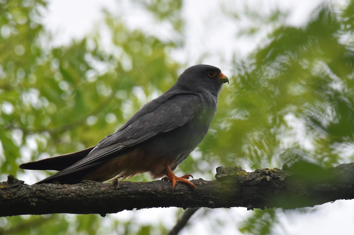 Red-footed Falcon - ML620076320