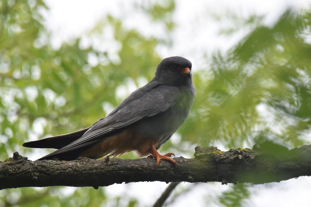 Red-footed Falcon - ML620076321