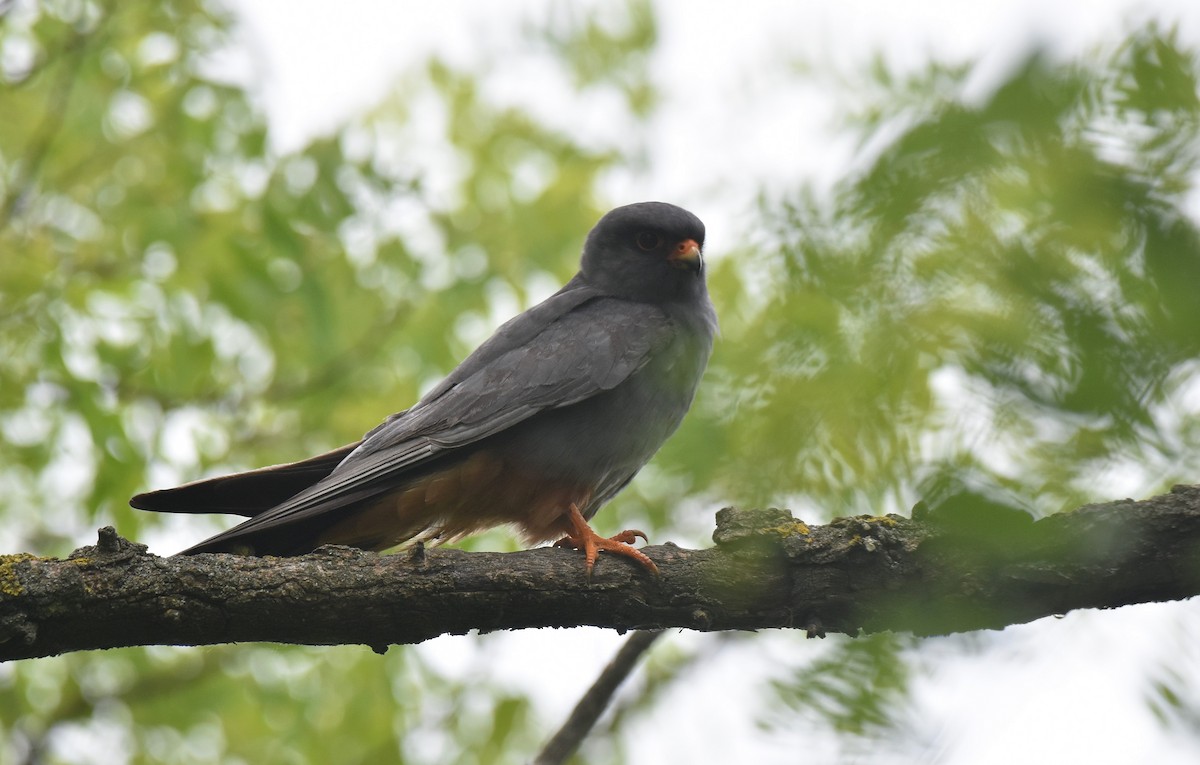 Red-footed Falcon - ML620076322