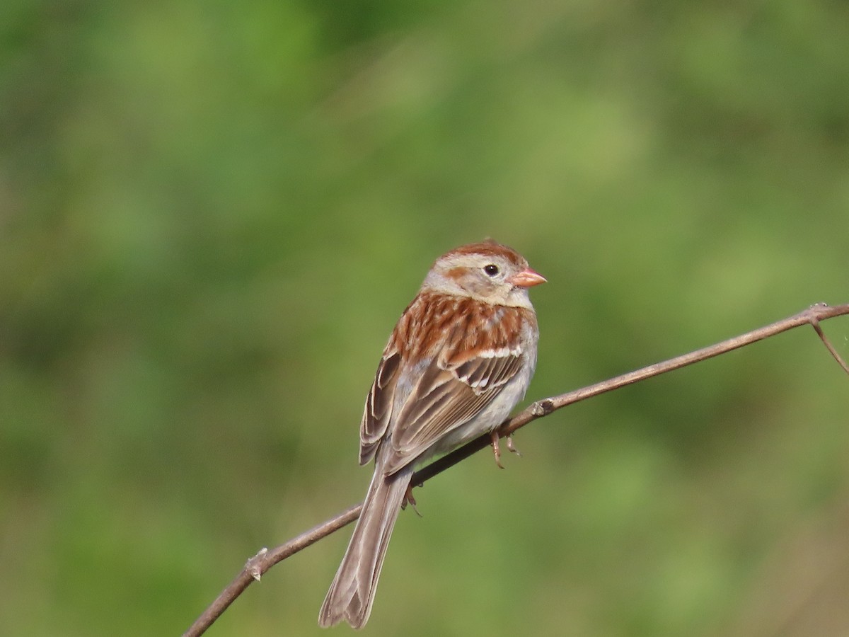 Field Sparrow - ML620076333