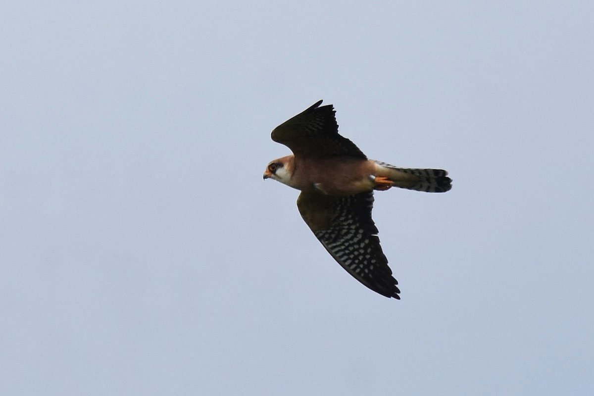 Red-footed Falcon - ML620076335