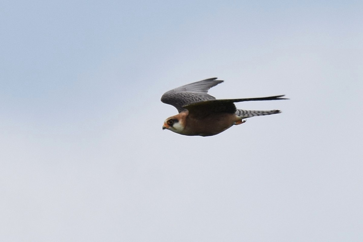Red-footed Falcon - ML620076336
