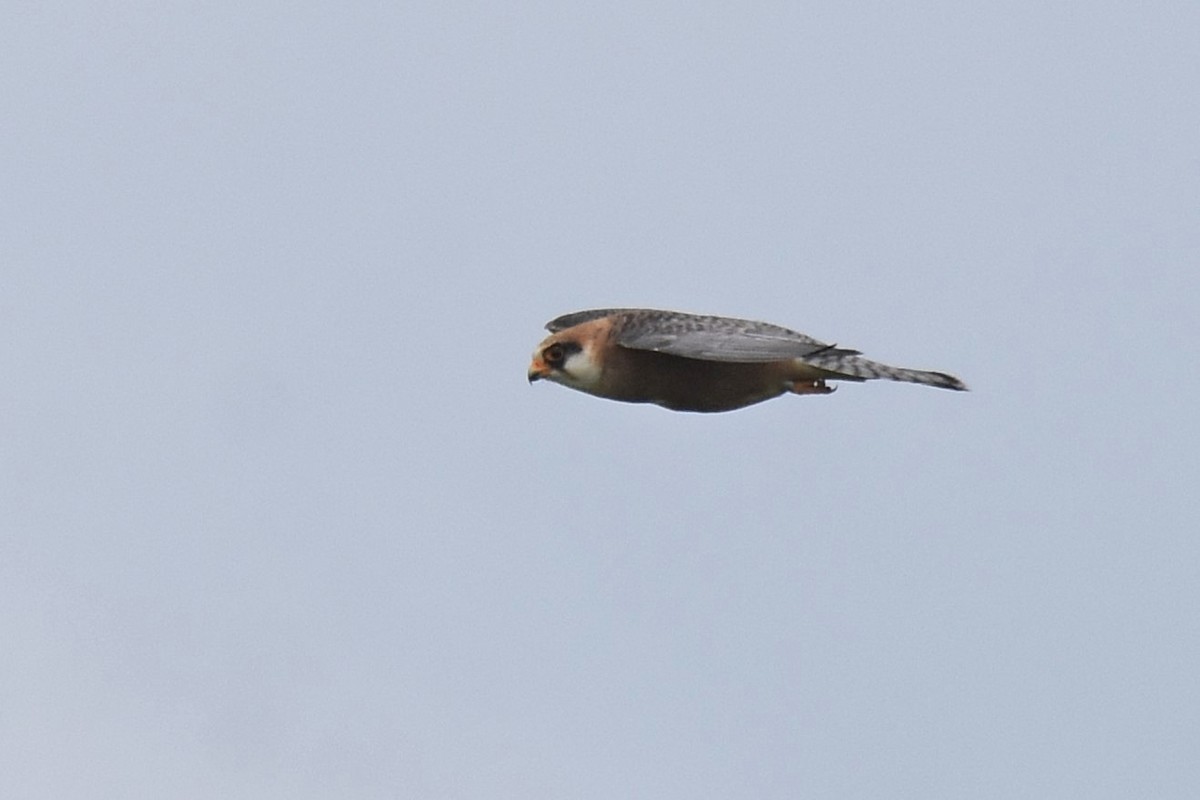 Red-footed Falcon - ML620076337