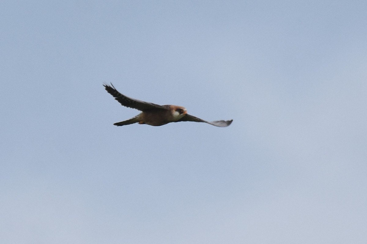 Red-footed Falcon - ML620076338