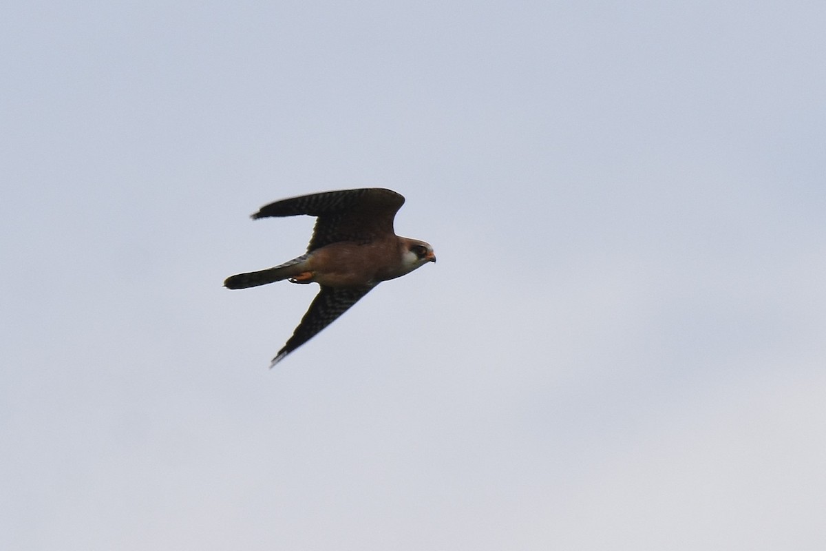 Red-footed Falcon - ML620076339