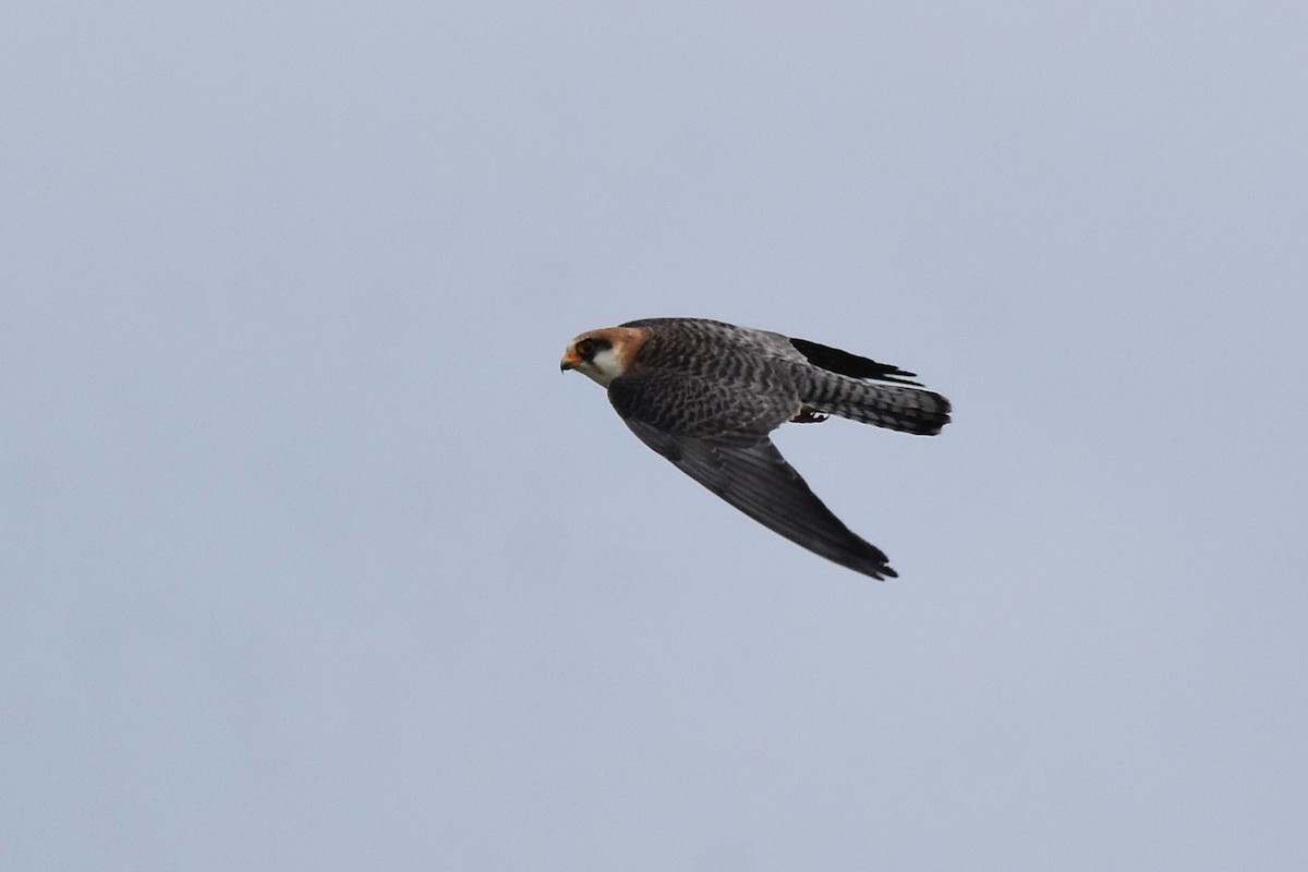 Red-footed Falcon - ML620076340