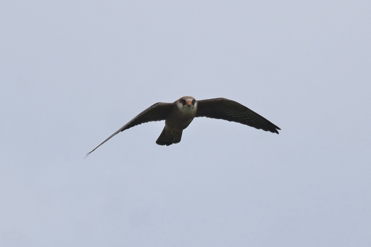 Red-footed Falcon - ML620076341