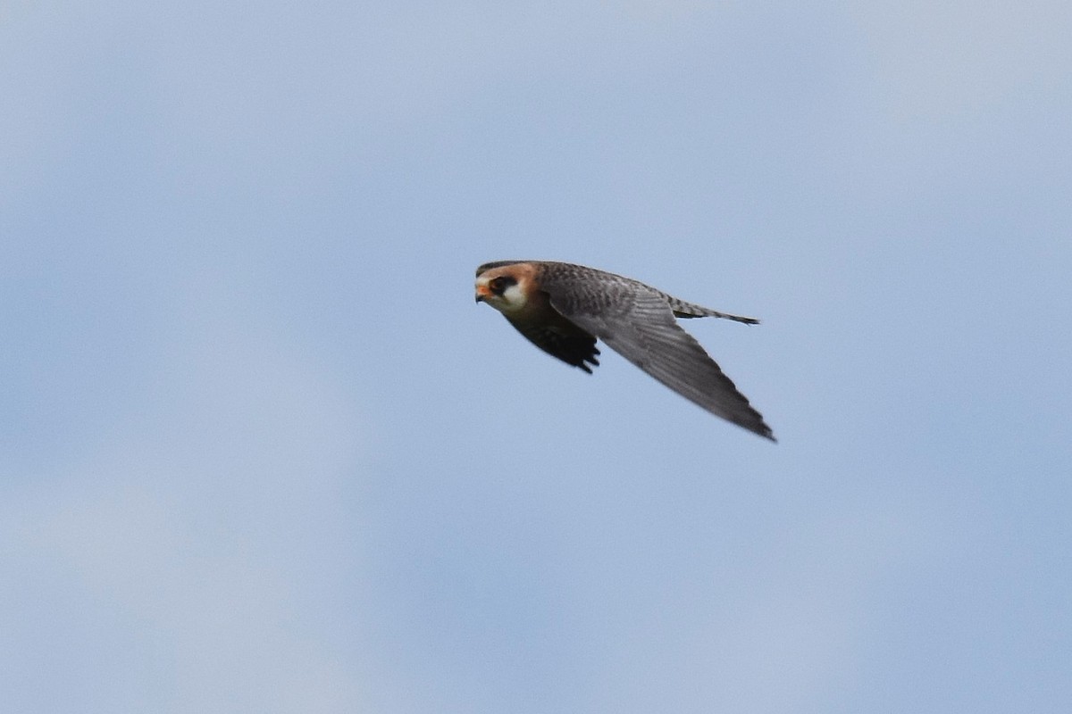 Red-footed Falcon - ML620076342