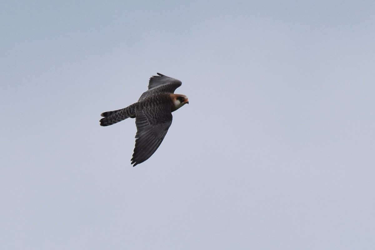 Red-footed Falcon - ML620076343
