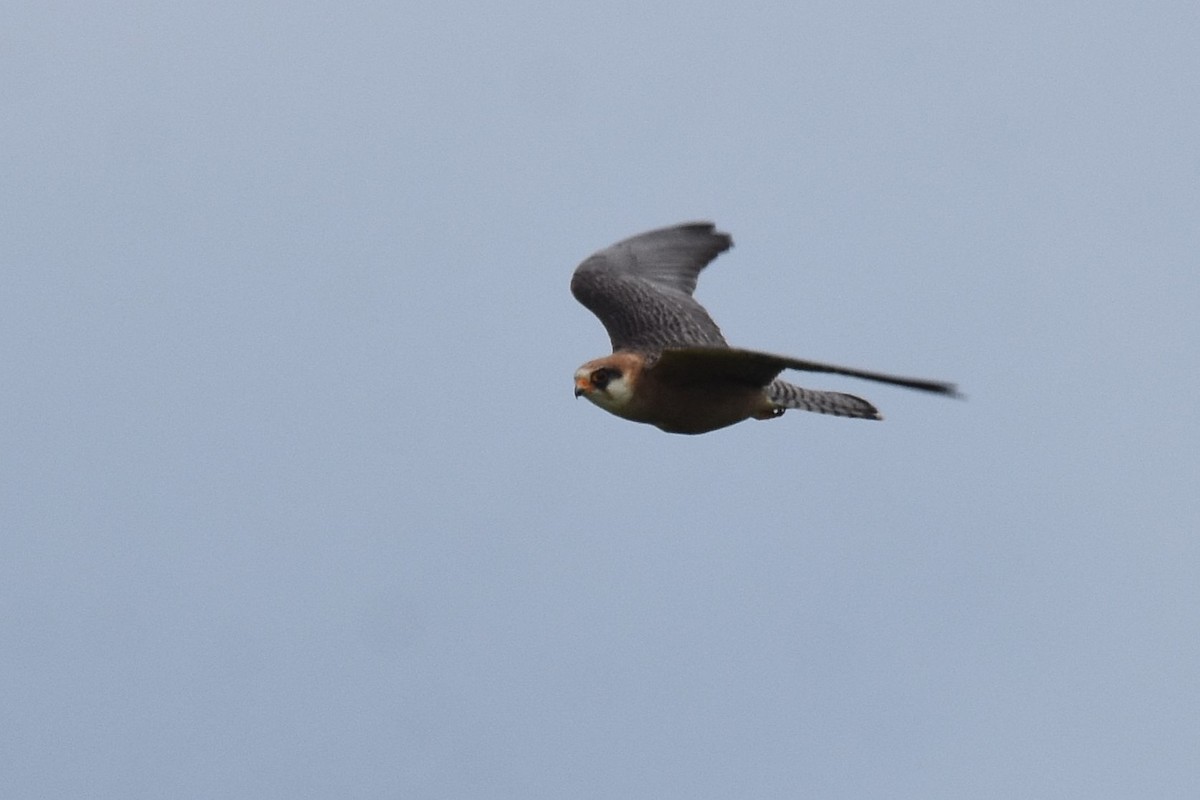 Red-footed Falcon - ML620076344