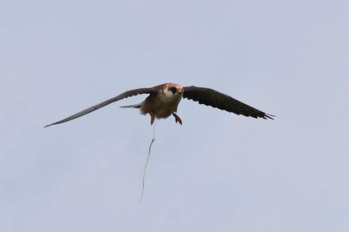 Red-footed Falcon - ML620076345